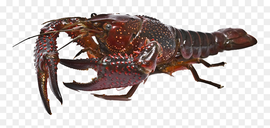 Crawfish Png Free Background - Ocypodidae, Transparent Png - crawfish png