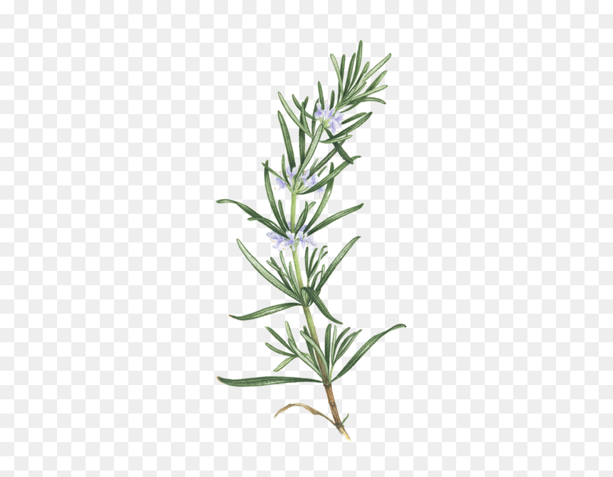 Rosemary Tattoo, HD Png Download - herb png