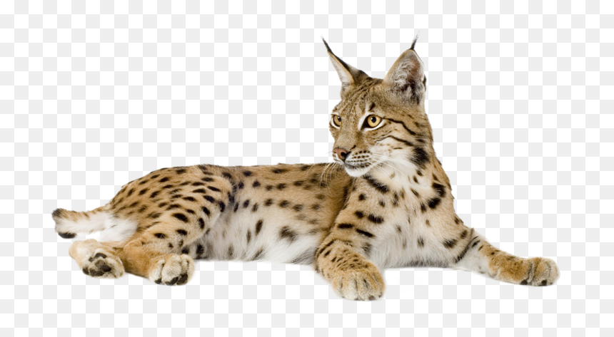 Lynx Png - Lynx Png - Lynx Png Transparent, Png Download - lynx png