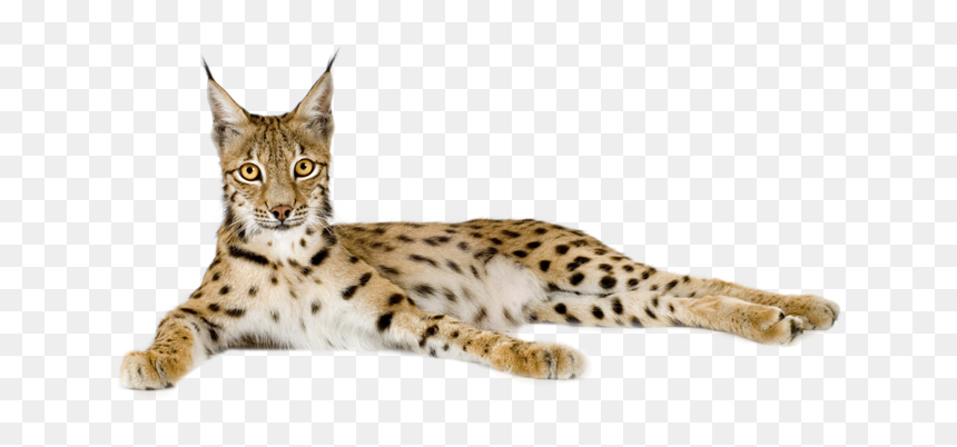  lynx Ata Png - Lynx Png, Transparent Png - lynx png
