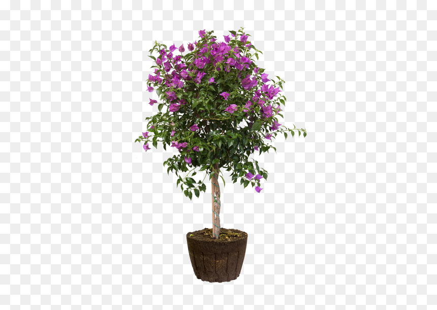 Bougainvillea, HD Png Download - bougainvillea png