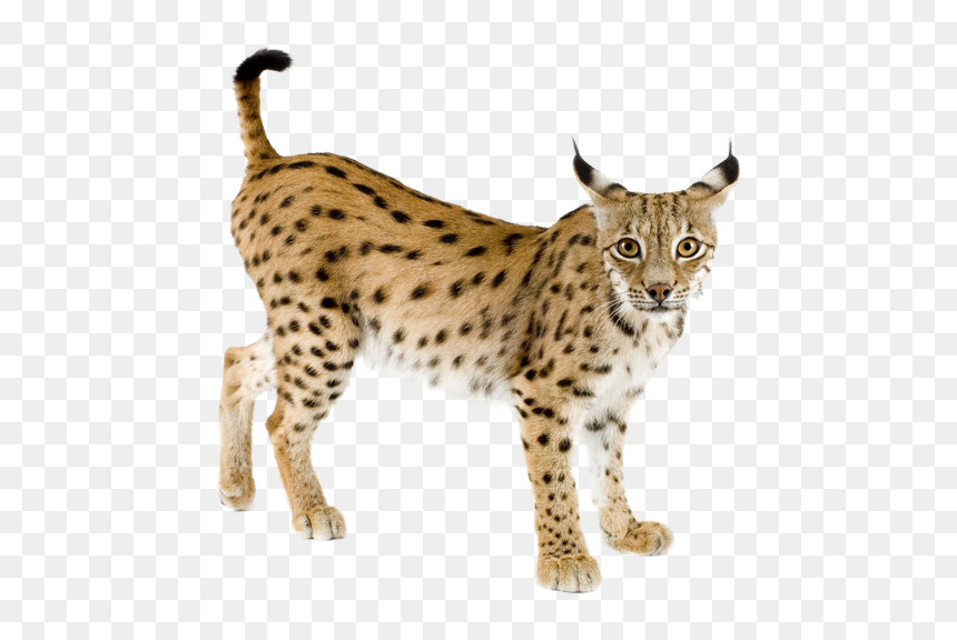 Lynx Png - Iberian Lynx Transparent Background, Png Download - lynx png