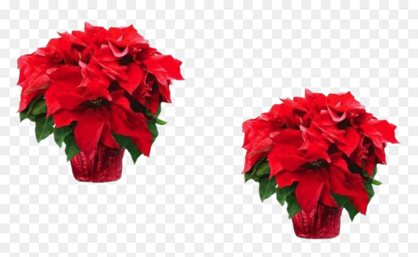 Fresh Poinsettias Png Transparent - Poinsettia, Png Download - bougainvillea png