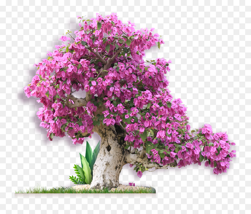 Information Form Just Fill Out The Request Form Before - Bougainvillea, HD Png Download - bougainvillea png