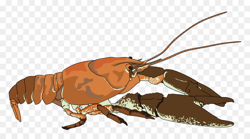 Ecrevisse A Pattes Blanches - Crayfish Clip Art, HD Png Download - crawfish png
