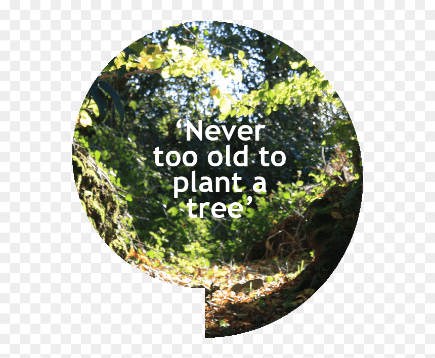 Never Too Old To Plant A Tree - Label, HD Png Download - old tree png