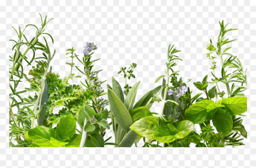 Herb Png Hd, Transparent Png - herb png