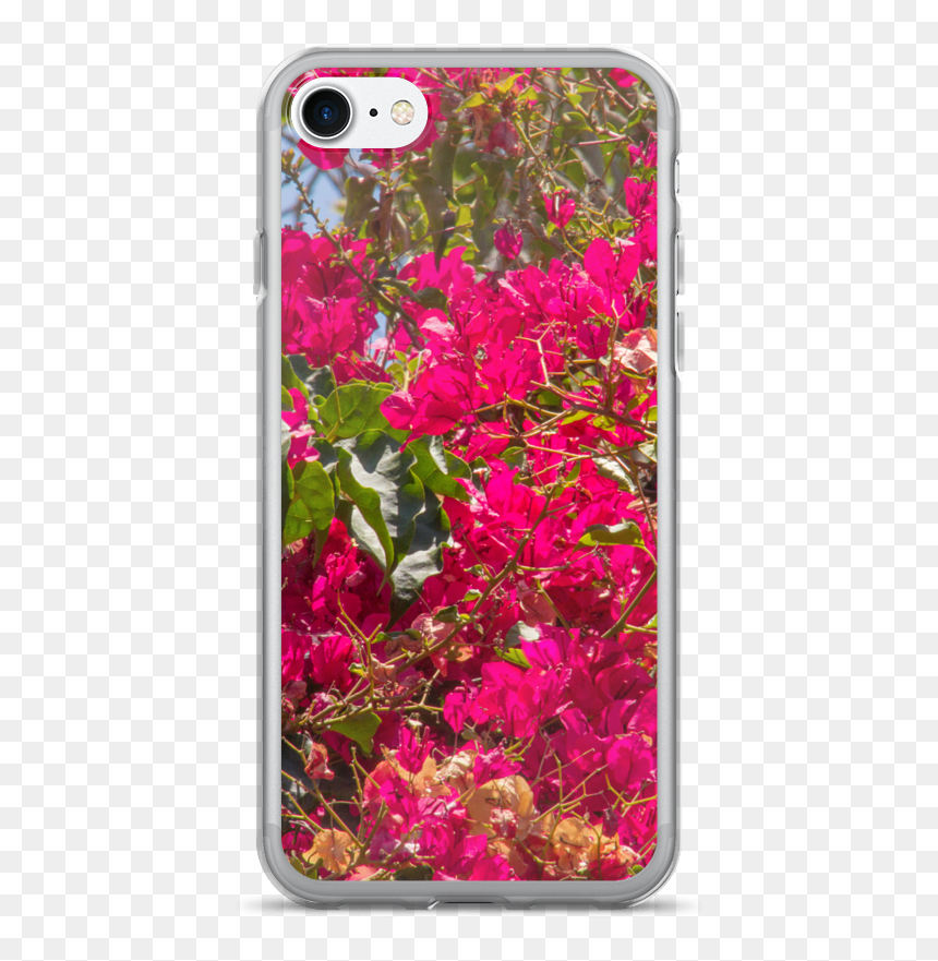 Lankershim Village Bougainvillea Iphone 7/7 Plus Case - Bougainvillea, HD Png Download - bougainvillea png