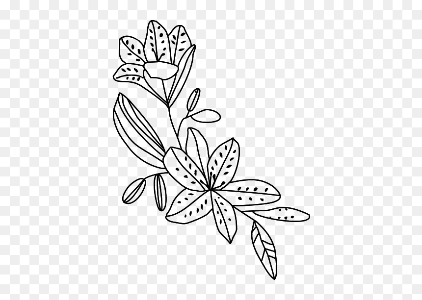 Bougainvillea Drawing Line - Rosa Glauca, HD Png Download - bougainvillea png