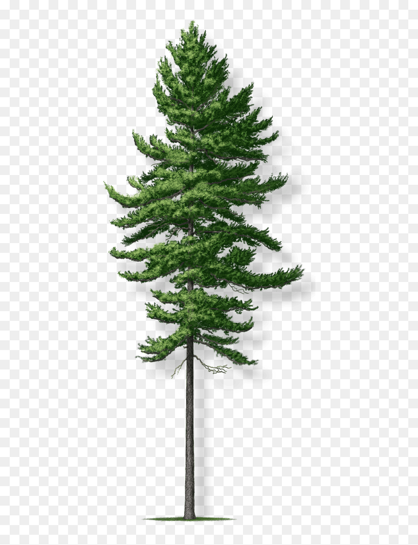 White Pine Transparent, HD Png Download - old tree png