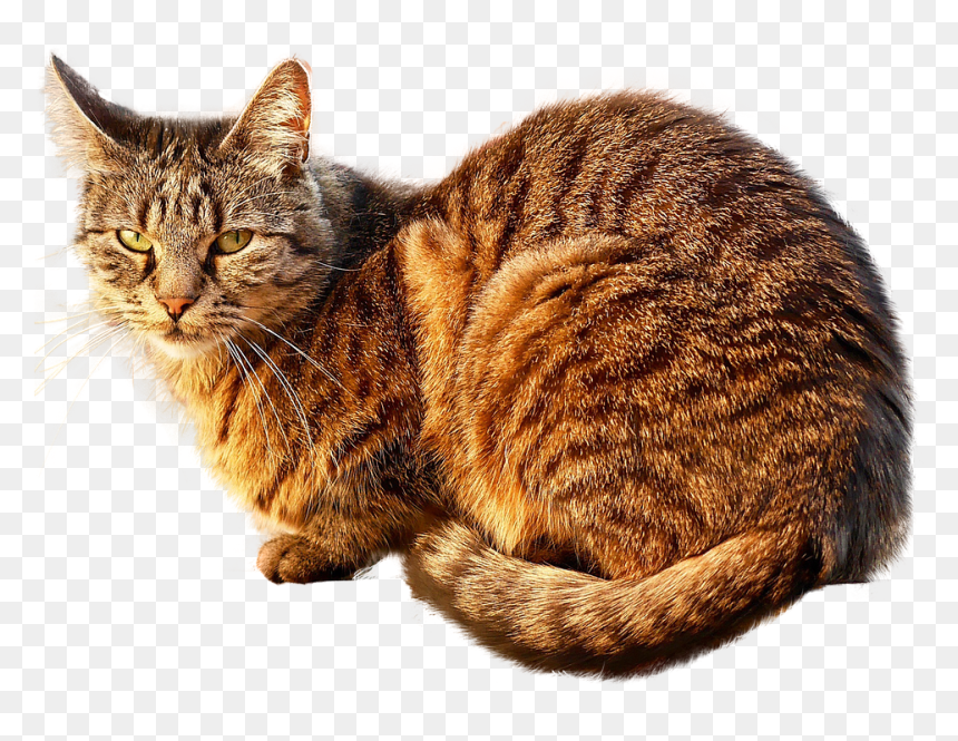 Chinese Cat Names, HD Png Download - cat vector png
