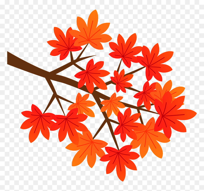 Maple Autumn Leaves Clipart - African Daisy, HD Png Download - japanese maple png