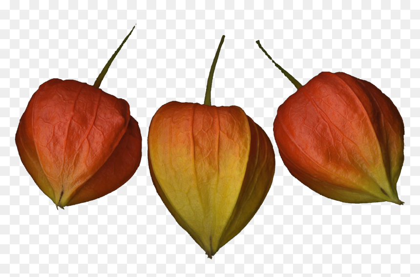 Chinese Lantern Flowers Png Photo Background - Tulip, Transparent Png - orange flowers png