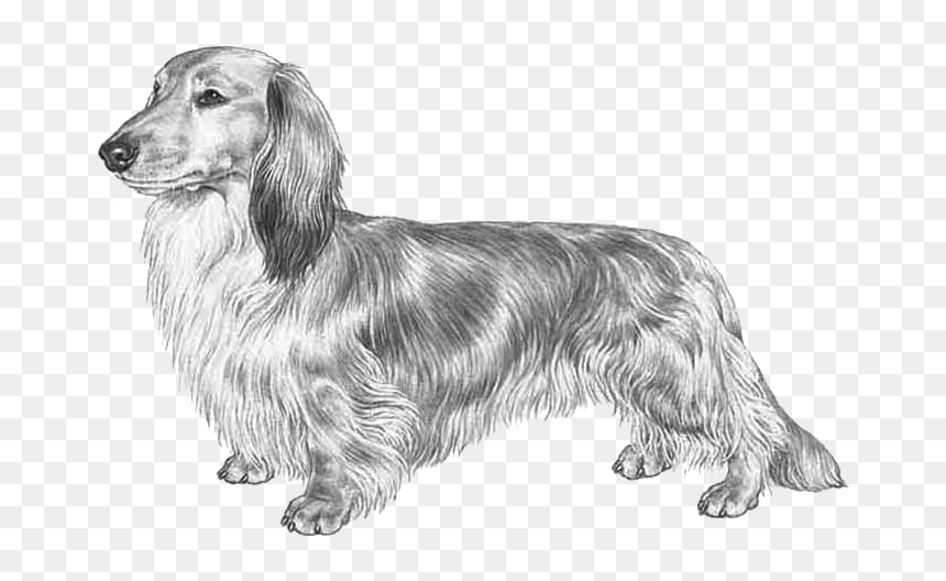 Dachshund Long Haired Fci148 - Long Haired Dachshund Drawing, HD Png Download - dachshund png