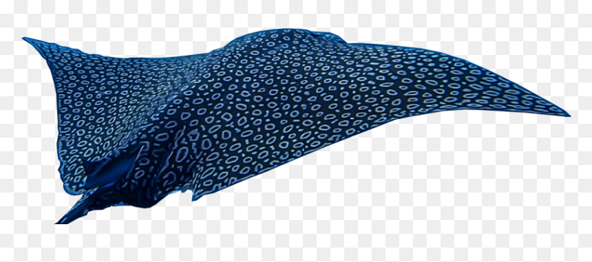 Wool, HD Png Download - ray png