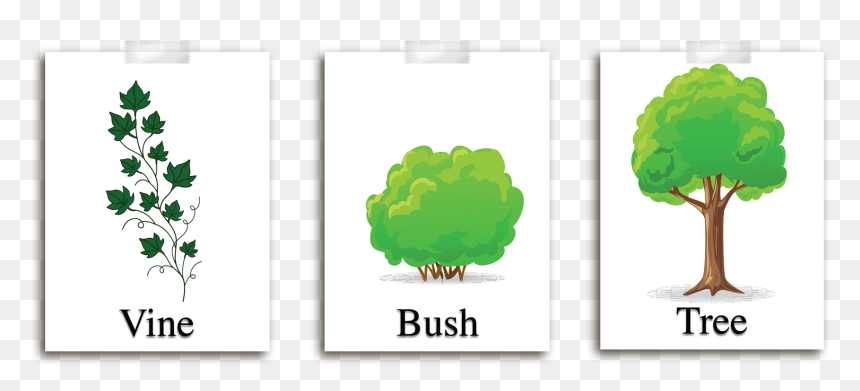 Describe Each Plant To The Students And Explain That - Describe Different Types Of Plants, HD Png Download - students walking png