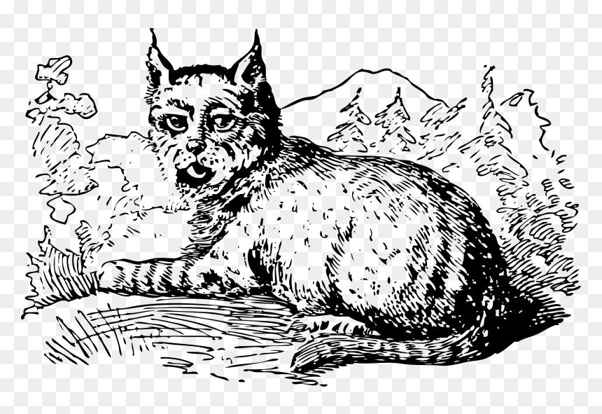 Lynx Clip Arts - Eurasian Lynx, HD Png Download - lynx png