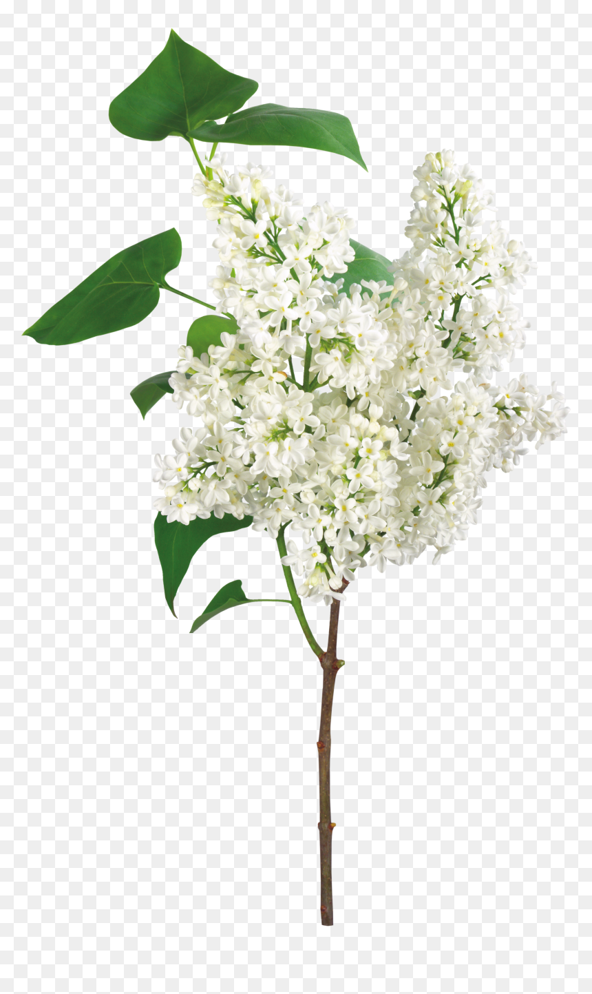 Lilac Png, Transparent Png - bougainvillea png