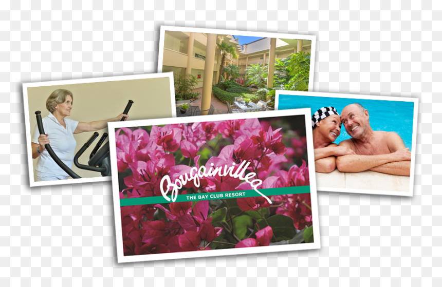 Bougainvillea Retirement Village Neutral Bay Sydney - Bougainvillea Retirement Village, HD Png Download - bougainvillea png