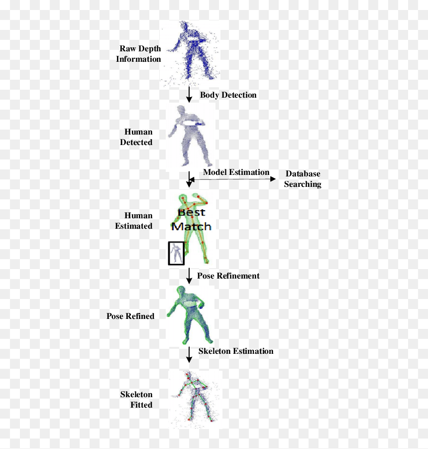 Example Of Body Skeleton Identification [58] - Cartoon, HD Png Download - cartoon body png