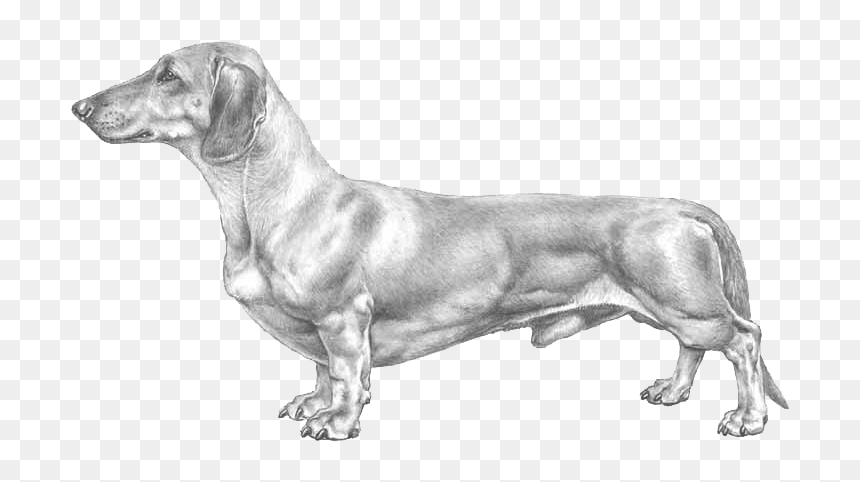 Dachshund, HD Png Download - dachshund png
