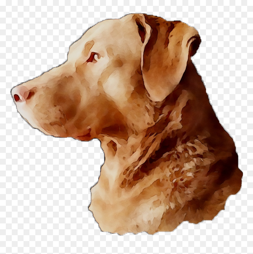 Labrador Breed Dog Gun Snout Retriever Clipart - Labrador Retriever, HD Png Download - gun clipart png