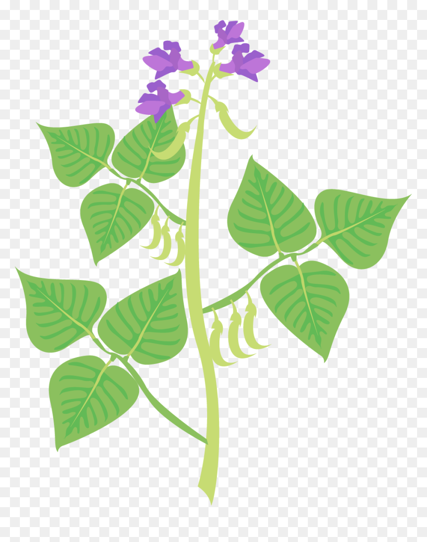Clip Art, HD Png Download - flower plants png