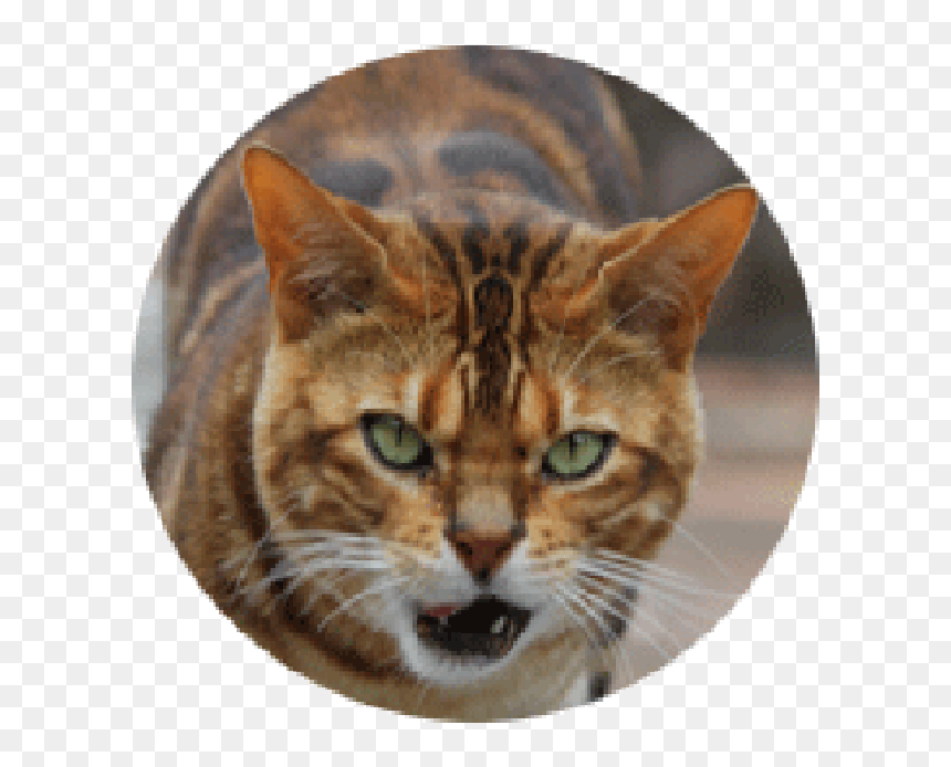 Tiger Head Png - Domestic Short-haired Cat, Transparent Png - tiger head png