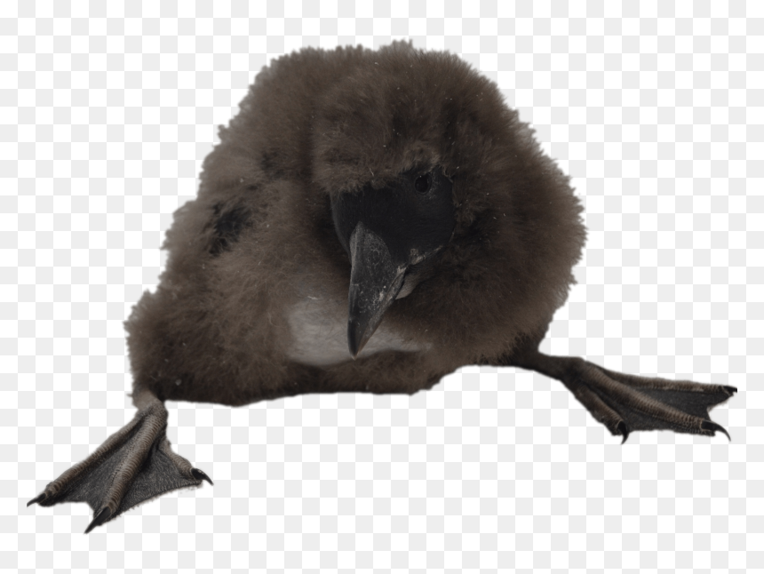 Puffin Chick Clip Arts - Png Macareux, Transparent Png - chick png