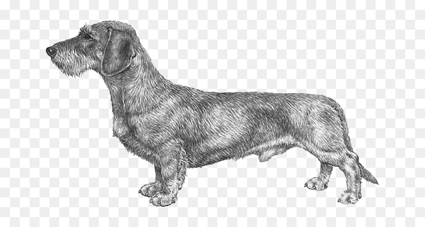 Wire Haired Dachshund Png, Transparent Png - dachshund png