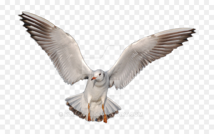 Gulls Png Hd - Icon, Transparent Png - doves flying png