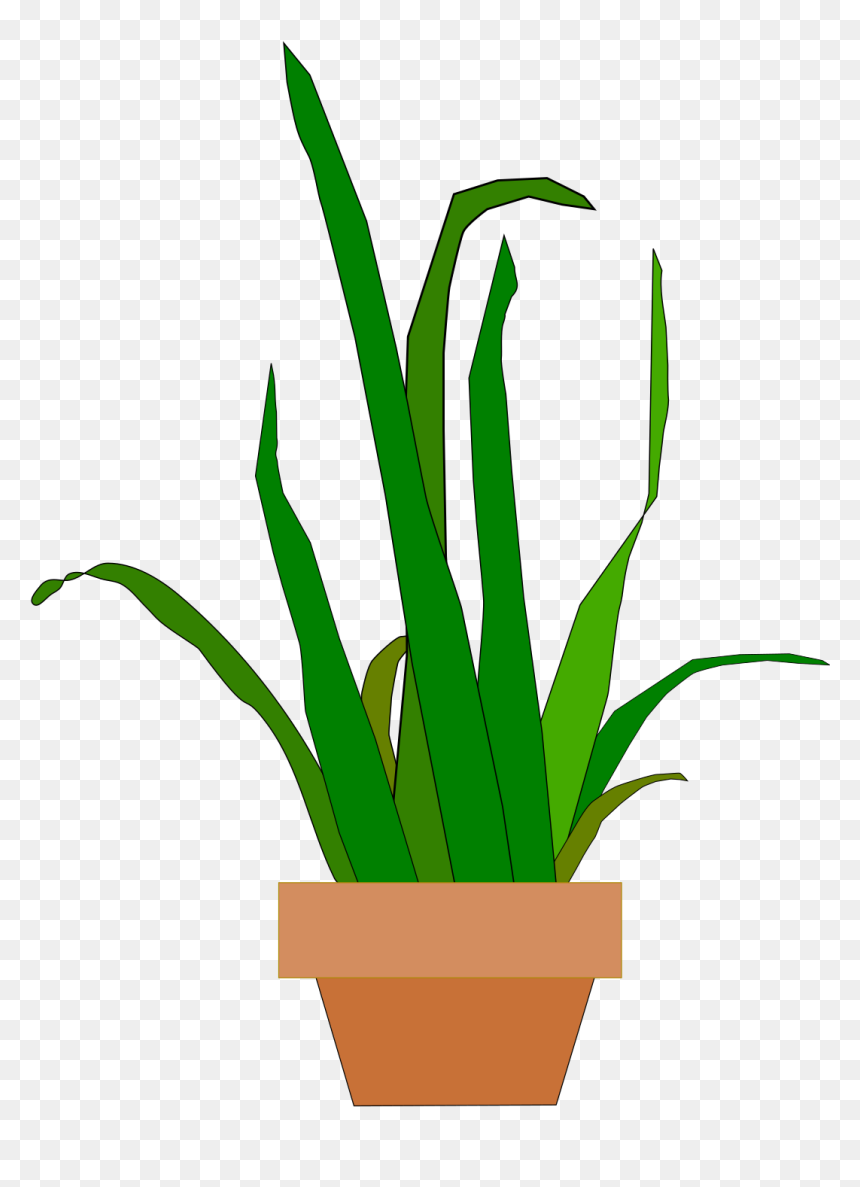 Snake Plant Svg, HD Png Download - potted plants png