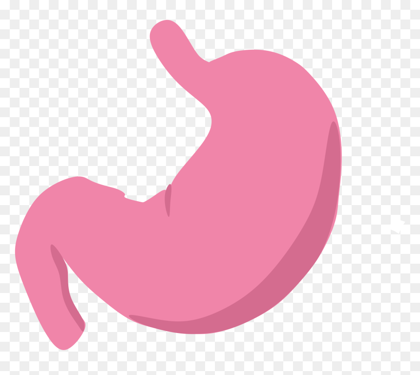 Thumb Image - Stomach Clipart Transparent Background, HD Png Download - stomach png