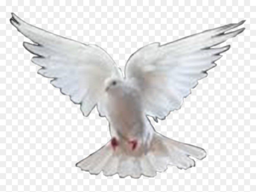 Png Format Birds Png Hd, Transparent Png - doves flying png