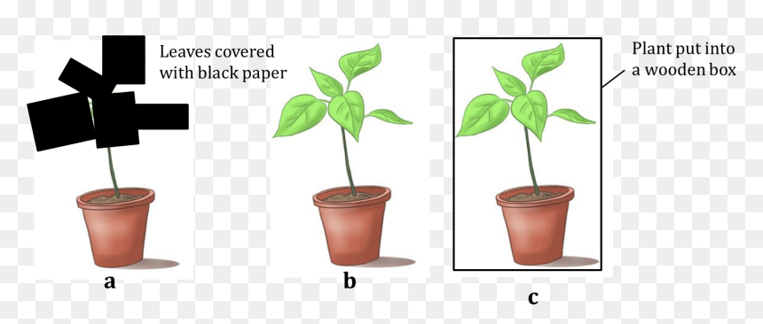Figure Shows Three Potted Plants - Flowerpot, HD Png Download - potted plants png