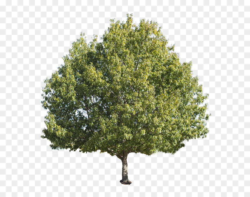 Forest Tree White Background, HD Png Download - birch tree png