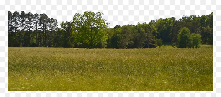 Background Trees Png - Background Of Trees Png, Transparent Png - forest background png