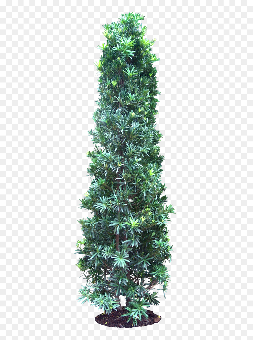 Podocarpus Png, Transparent Png - birch tree png