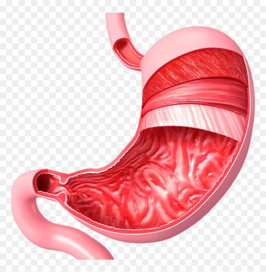 Transparent Muscular System Png - Stomach Esophagus, Png Download - stomach png