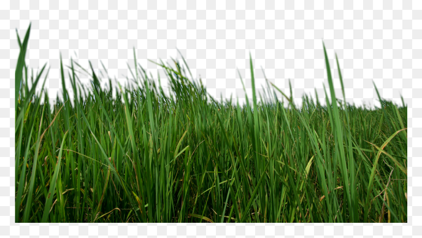 Grass Png Transparent - Up Close Grass Png, Png Download - green grass png