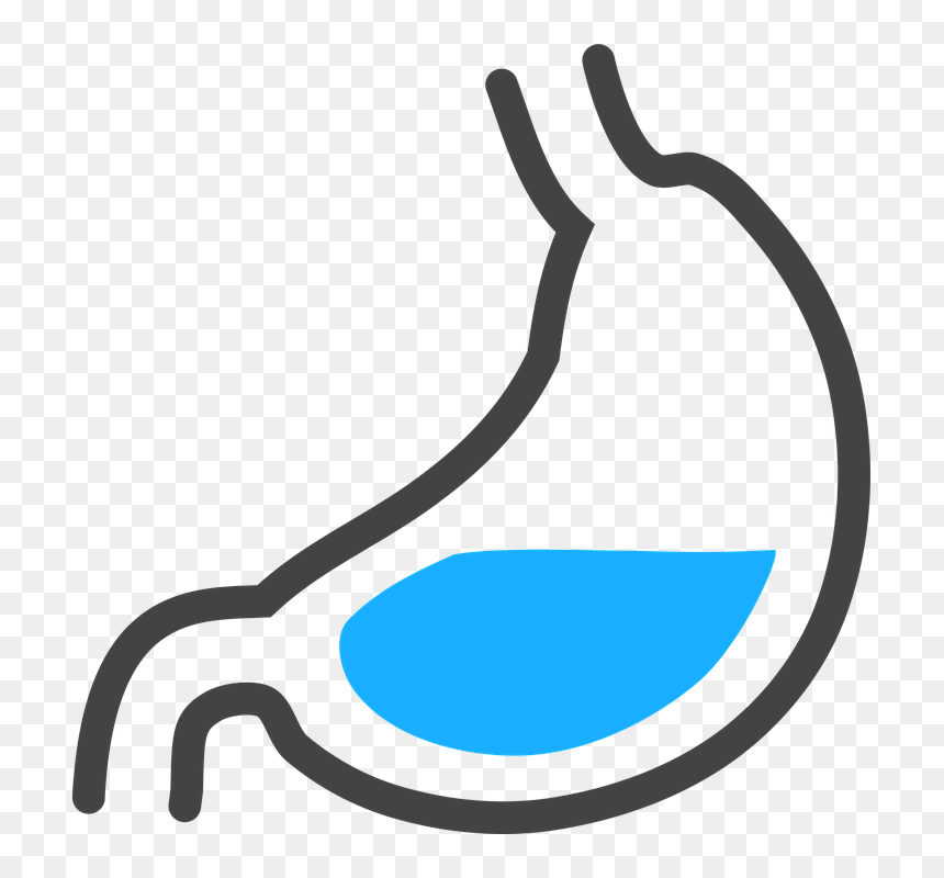 Stomach Acid Clipart Transparent, HD Png Download - stomach png