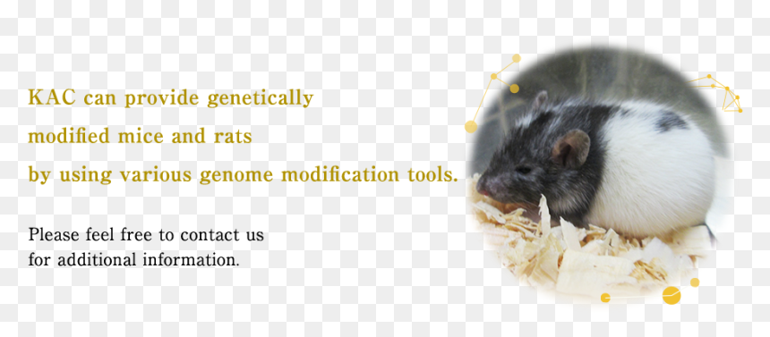 Transparent Mouse Animal Png - Mouse, Png Download - mouse animal png