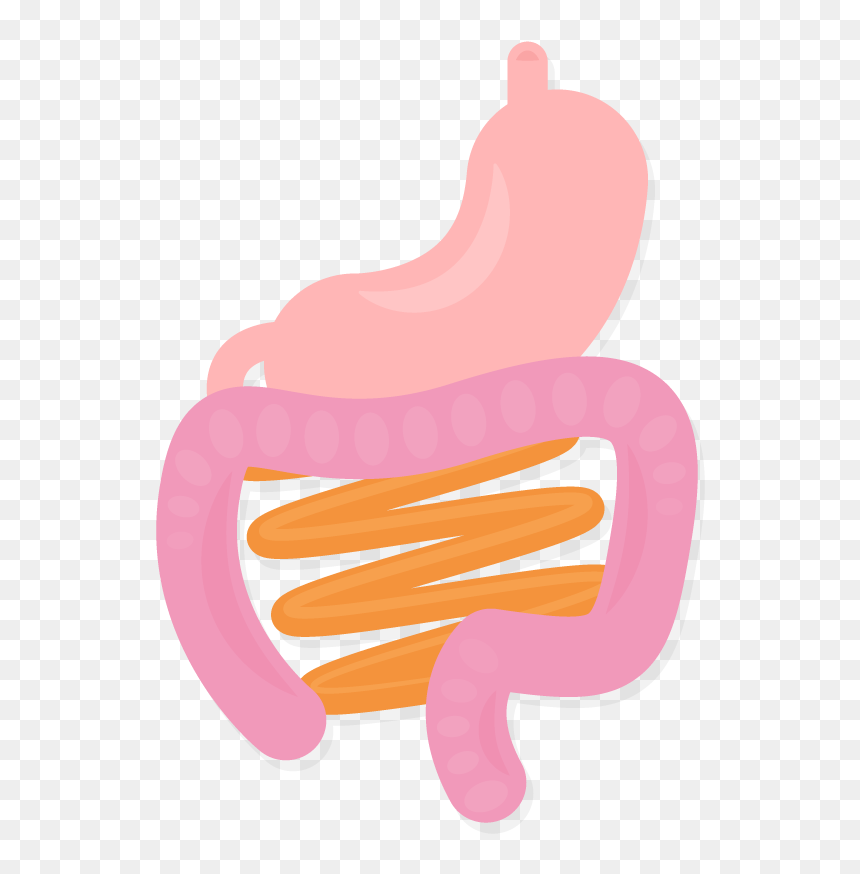 Stomach Intestines Organs Body Gi System Vector Illustration - Transparent Intestine Clipart, HD Png Download - stomach png