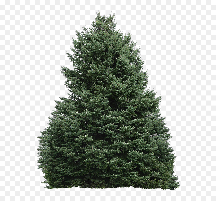 Tree, HD Png Download - forest background png
