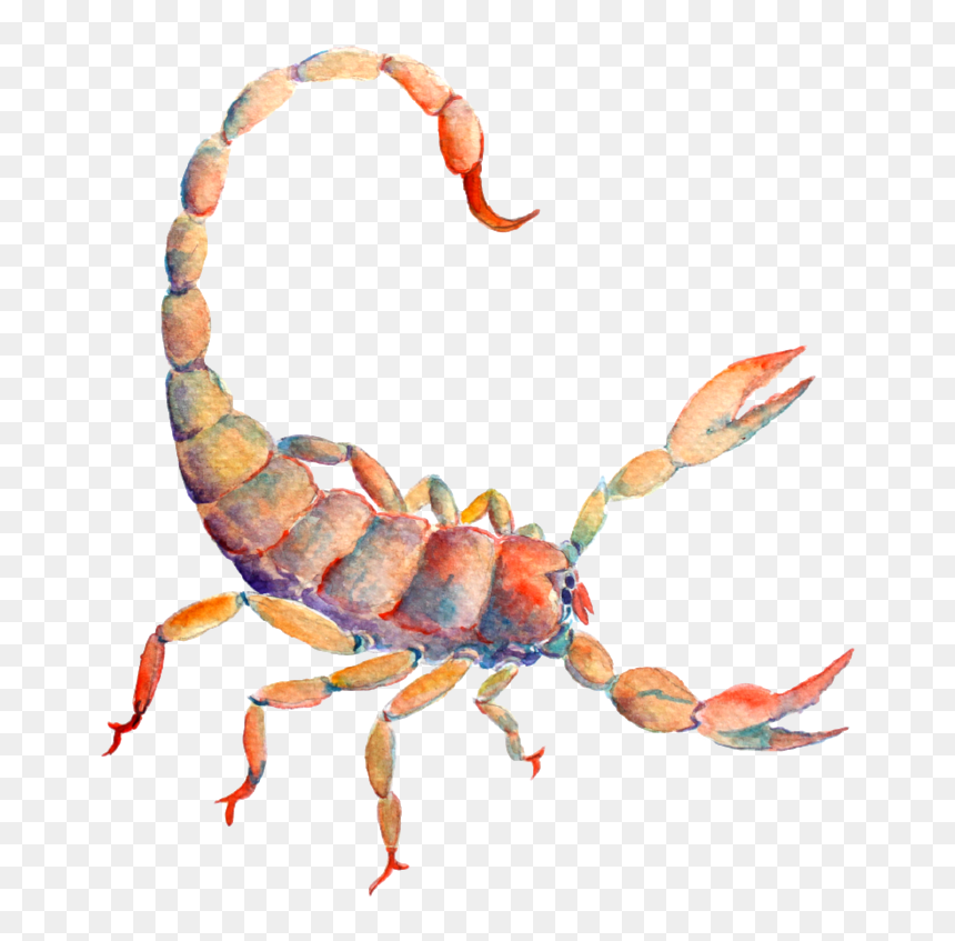 New Moon In Scorpio - 蠍 座 死 と 再生, HD Png Download - scorpio png