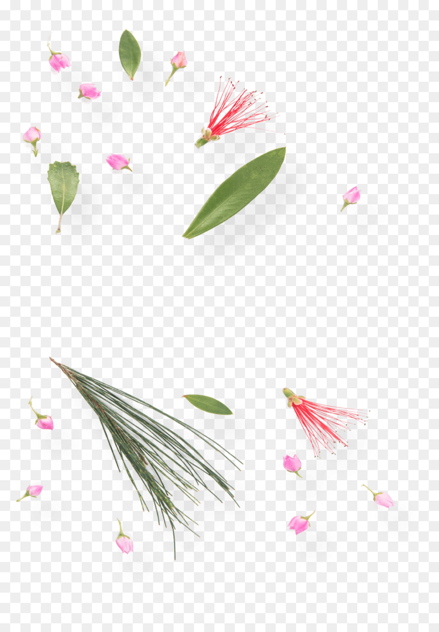 Transparent Wild Flowers Png - Water Lily, Png Download - wild flowers png