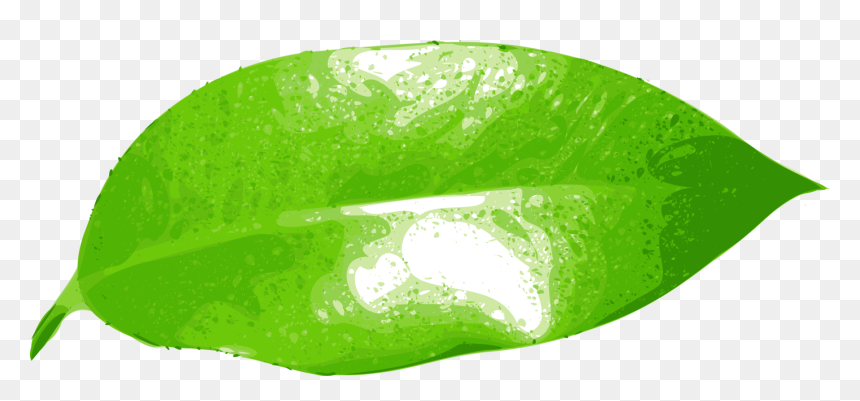 Leaf,green,grass - Hoja De Naranja Png, Transparent Png - green grass png