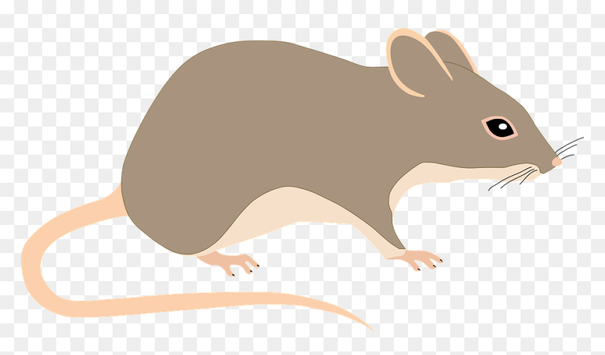 Mouse, HD Png Download - mouse animal png