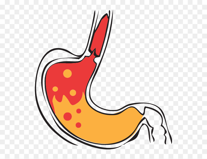 Stomach Acid Transparent - Clip Art Stomach Png, Png Download - stomach png