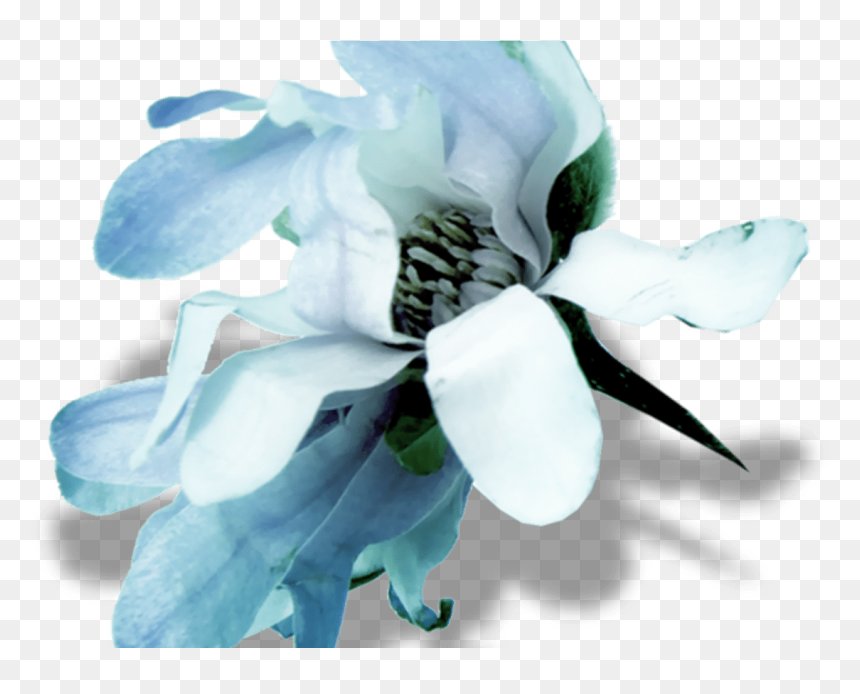Transparent Wild Flowers Png - Cut Flowers, Png Download - wild flowers png